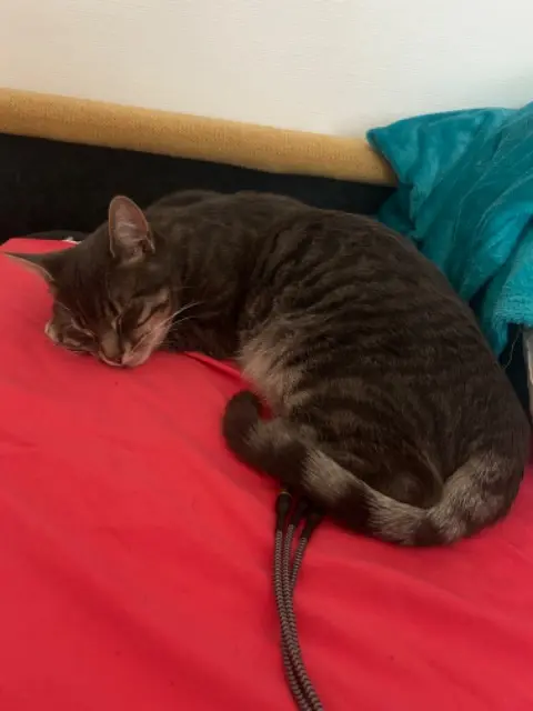 chat lost   94120 Fontenay-sous-Bois Cika
