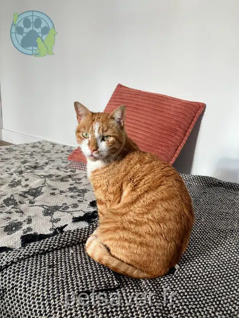 chat lost   94200 Ivry-sur-Seine Cormac