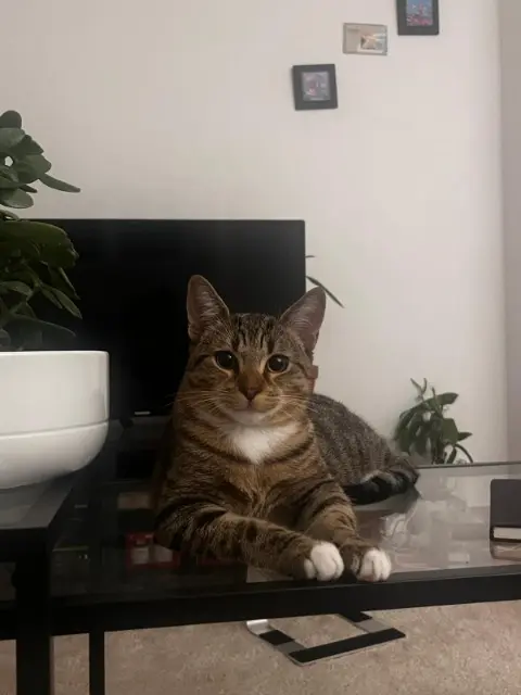 chat lost   94800 Villejuif Dudu