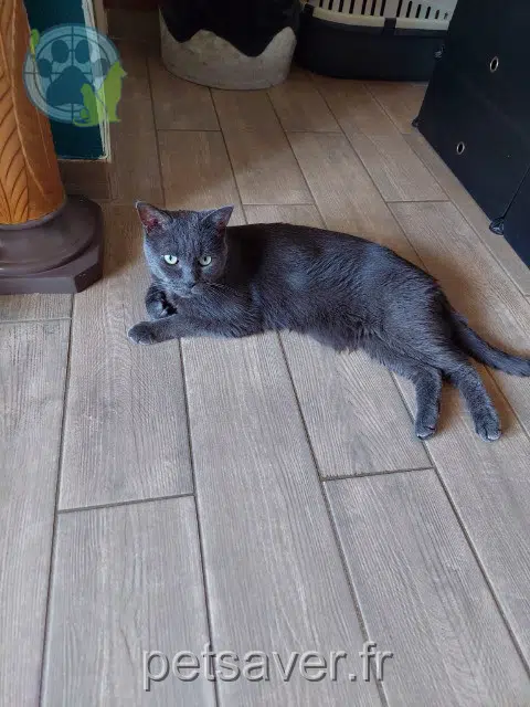 gato lost   94470 Boissy-Saint-Léger Eden