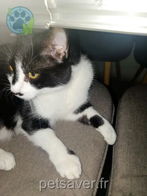kater lost   94220 Charenton-le-Pont Felix