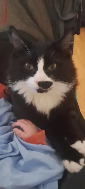 chat lost   94400 Vitry-sur-Seine Felix