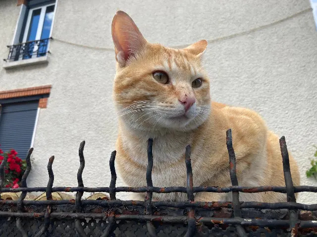 chat lost   94400 Vitry-sur-Seine Figaro
