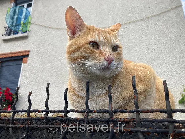 chat perdu 94400 Vitry-sur-Seine Figaro chat lost 94400 Vitry-sur-Seine Figaro