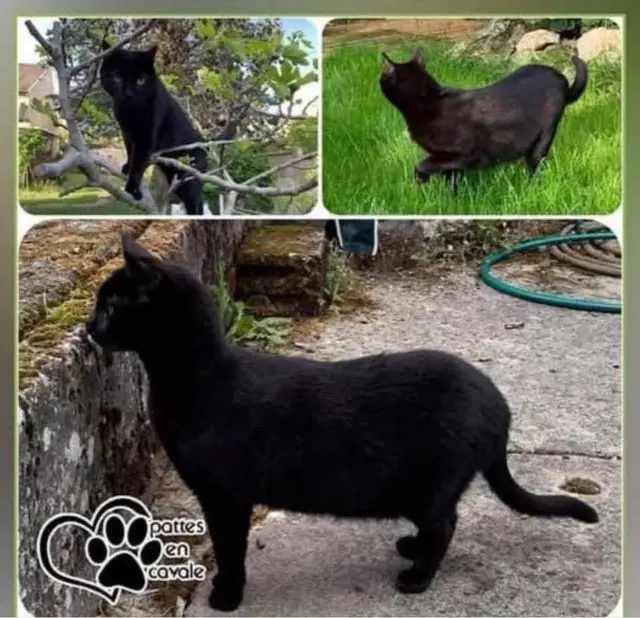 chat lost   94350 Villiers-sur-Marne Filou