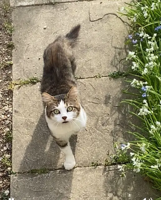 chat lost   94290 Villeneuve-le-Roi Foly