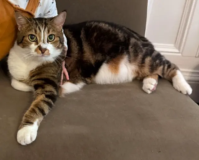chat lost   94230 Cachan Gigi