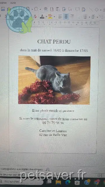 chat lost   94000 Créteil Gimli