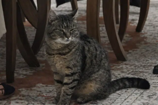 chat lost   94440 Villecresnes Grigri