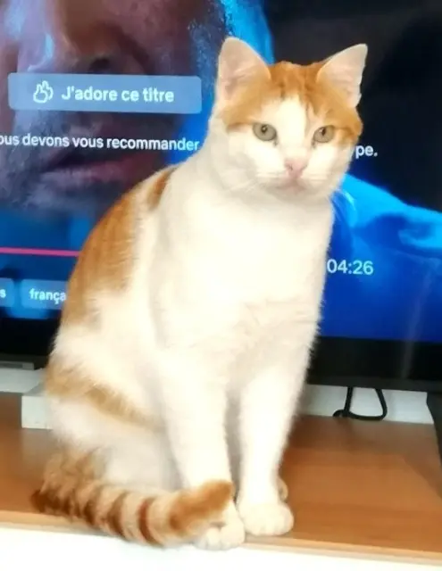 chat lost   94470 Boissy-Saint-Léger Guizmo