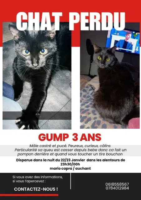 chat lost   94400 Vitry-sur-Seine Gump