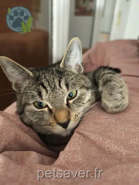 chat lost   94800 Villejuif Happy