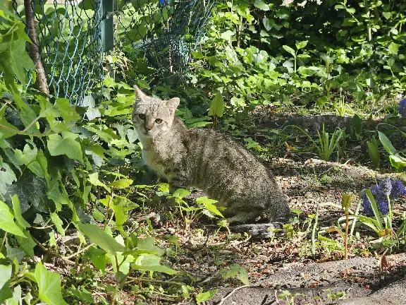 Chat Perdu 94 Val-de-Marne - Hercule