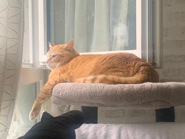 chat lost   94320 Thiais Icetea