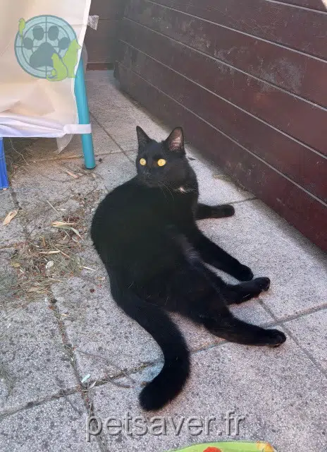 chat lost   94200 Ivry-sur-Seine Ichigo