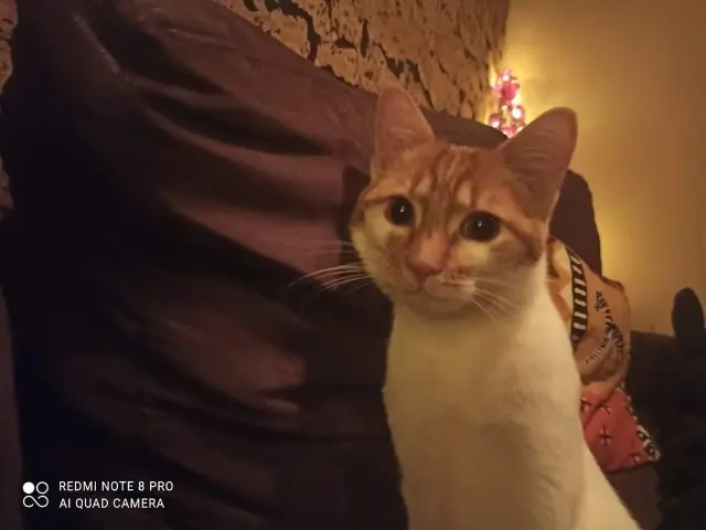 chat lost    Saint-Maur-des-Fossés Indiana