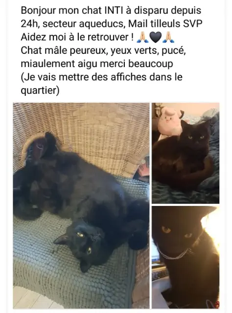 chat lost   94250 Gentilly Inti