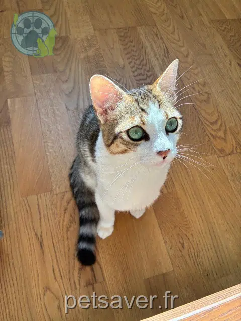 gato lost   94800 Villejuif Kaly