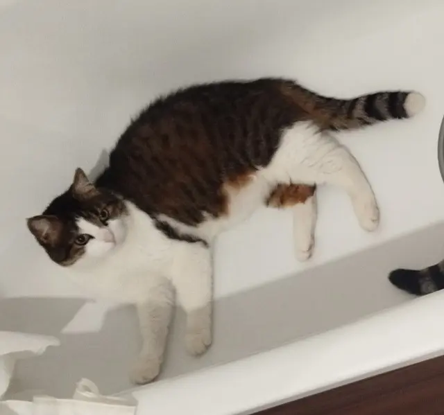 chat lost   94500 Champigny-sur-Marne Kiki
