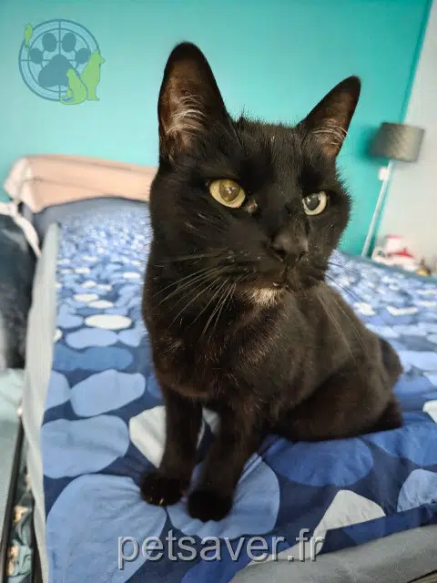 chat lost   94130 Nogent-sur-Marne Kirikou