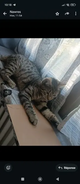 chat lost   94290 Villeneuve-le-Roi Kiwi