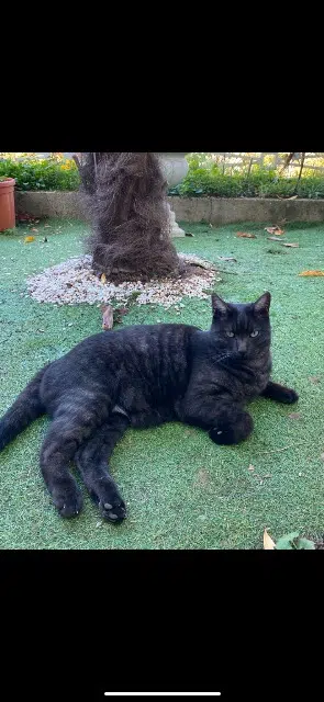 chat lost   94120 Fontenay-sous-Bois Kovu