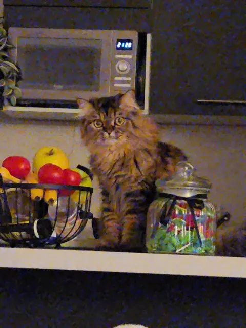 chat lost   94320 Thiais Kuddly