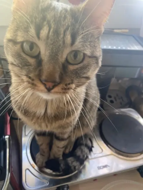 chat lost   94400 Vitry-sur-Seine Lascar