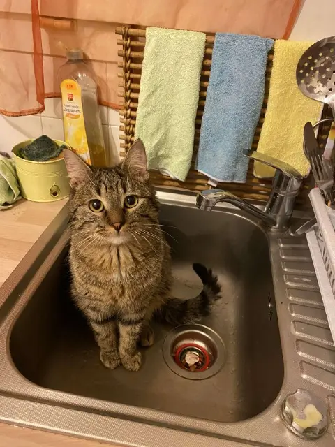 chat lost   94400 Vitry-sur-Seine Lascar