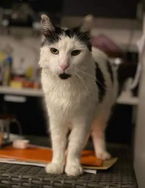 chat lost   94800 Villejuif Litchi