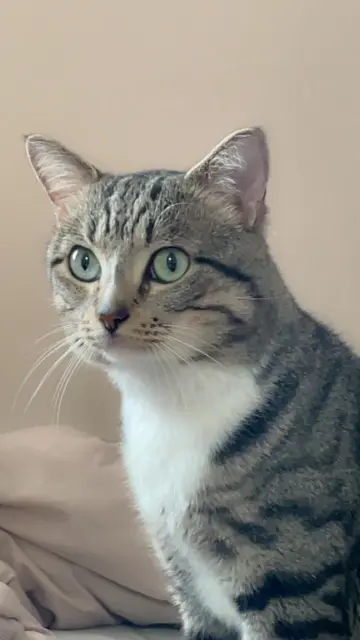 chat lost    Saint-Maur-des-Fossés Loulou