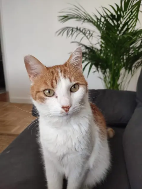 chat lost   94400 Vitry-sur-Seine Luigi
