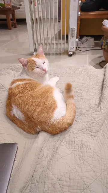 chat lost   94230 Cachan Malfouf