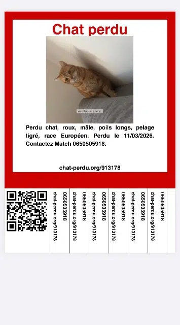 chat lost   94600 Choisy-le-Roi Matc