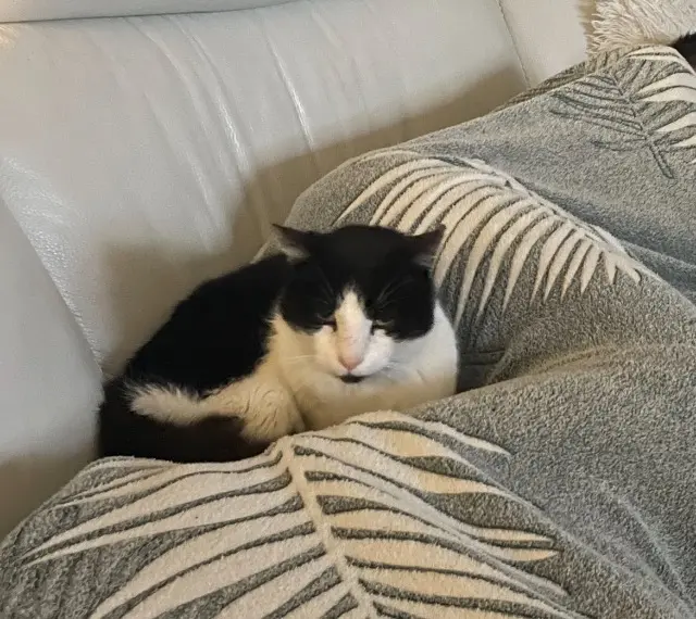 chat lost   94370 Sucy-en-Brie Matchou