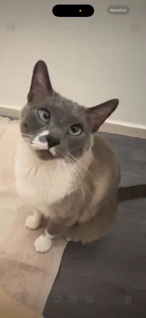 chat lost   94500 Champigny-sur-Marne Mavïsh
