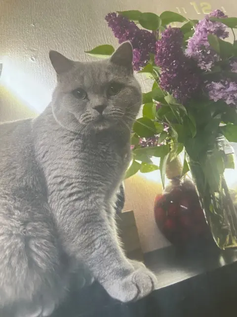 chat lost   94440 Marolles-en-Brie Maxime