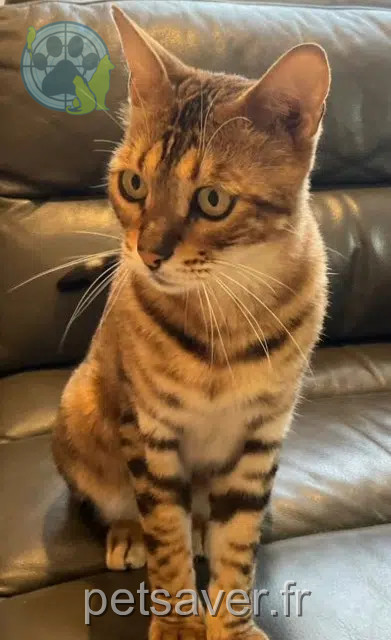 chat lost   94450 Limeil-Brévannes Mech