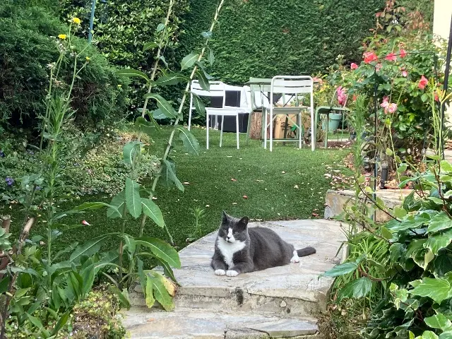 chat lost   94000 Créteil Miage