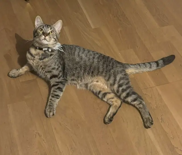 chat lost   94170 Le Perreux-sur-Marne Michel