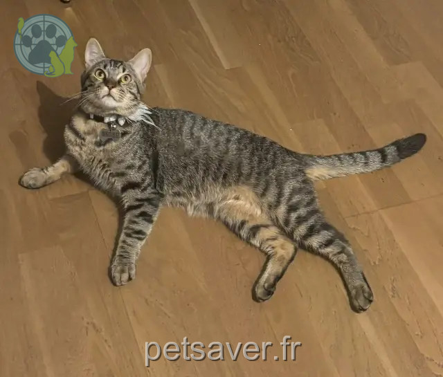 cat lost 94170 Le Perreux-sur-Marne Michel cat lost 94170 Le Perreux-sur-Marne Michel