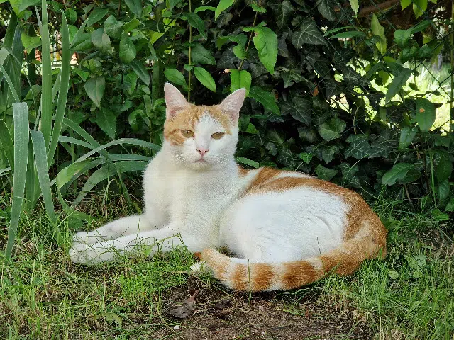 chat lost    Saint-Maur-des-Fossés Milo