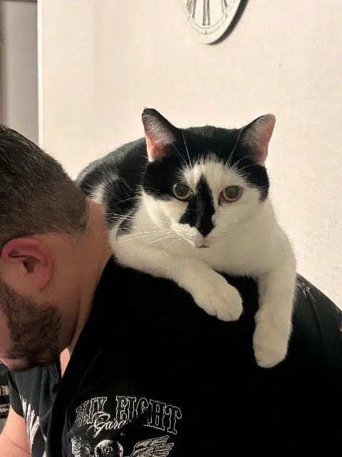 chat lost   94000 Créteil Mimi