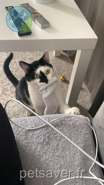 gato perdido 94000 Créteil Mimi gato lost 94000 Créteil Mimi