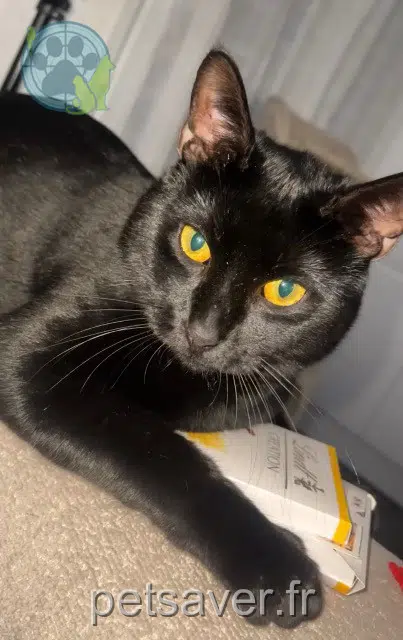 chat lost   94350 Villiers-sur-Marne Mimi