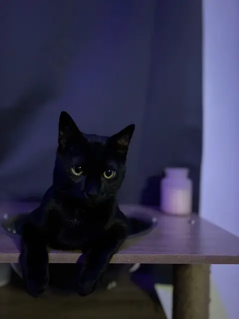 cat lost   94700 Maisons-Alfort Mimi