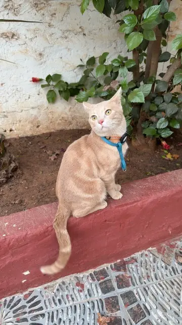 chat lost   94290 Villeneuve-le-Roi Mimo