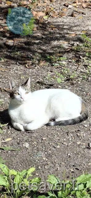 gatto lost   94200 Ivry-sur-Seine Mitsou