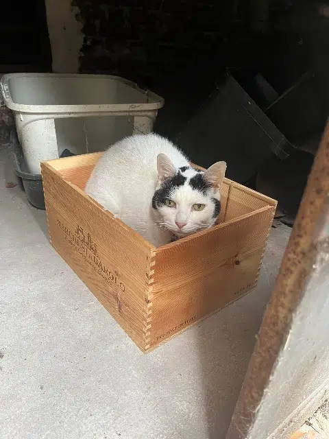 chat lost    Saint-Maur-des-Fossés Moumoute