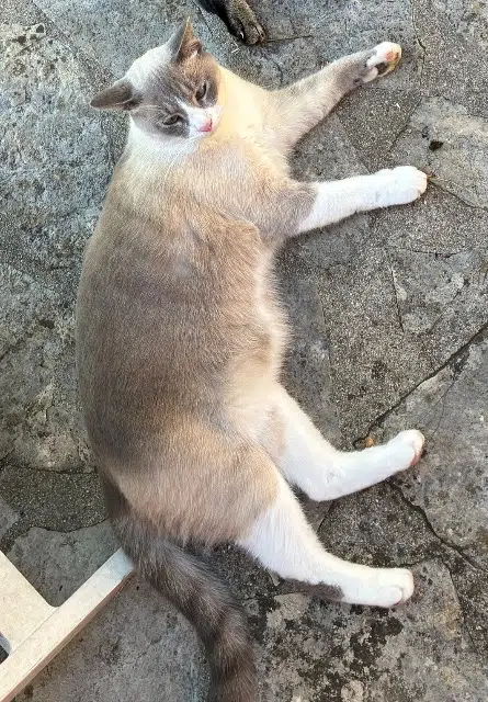 chat lost   94140 Alfortville Mouss